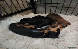 Miniature Dachshund dogs for sale: Last 3 beautiful mini dachshunds - Image 11