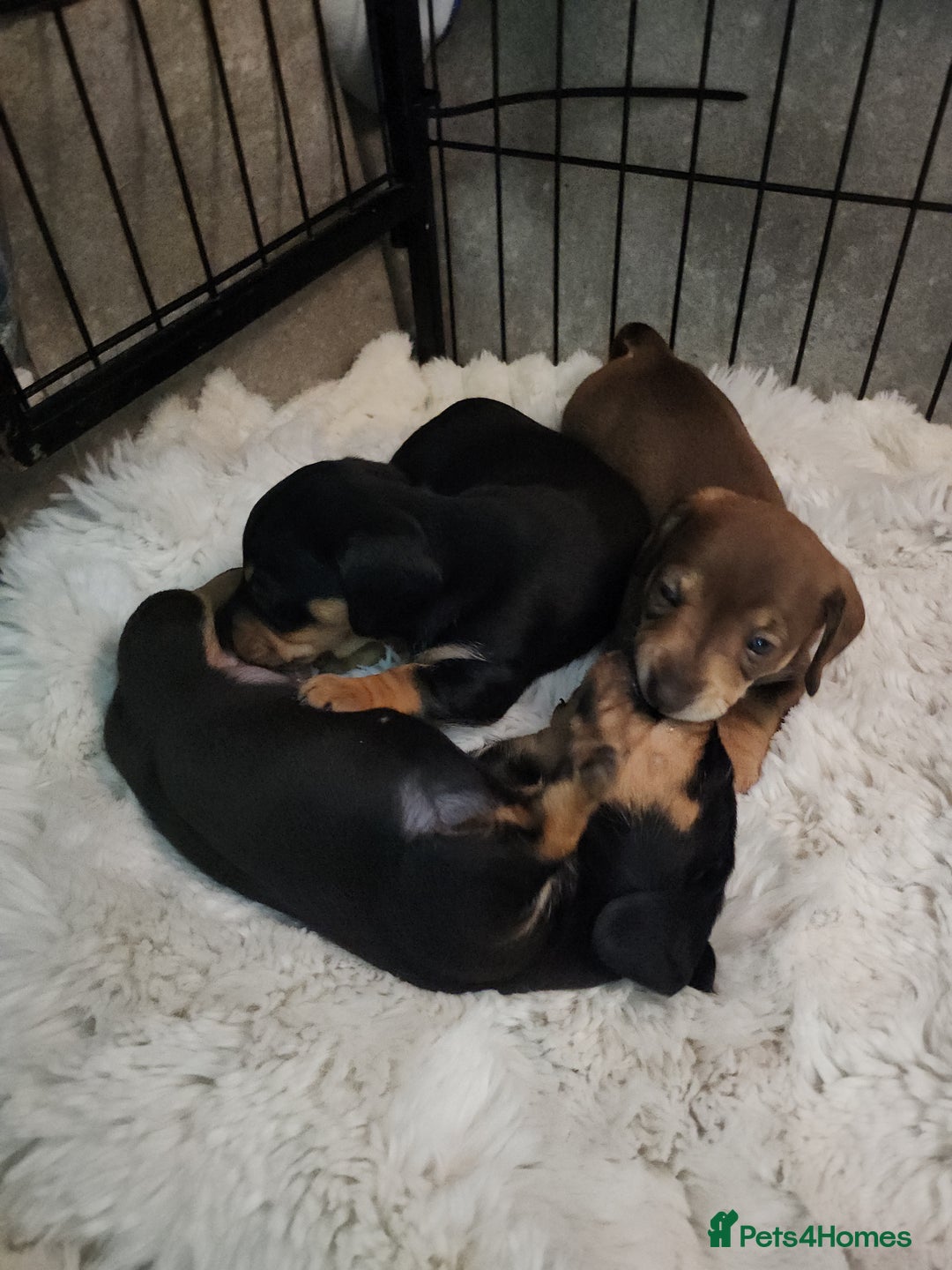 Miniature Dachshund dogs for sale: Last 3 beautiful mini dachshunds - Image 11