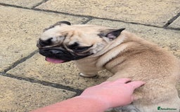Mixed Breed dogs for sale: *UPDATE* 3x purebred dogs for rehoming - Image 16