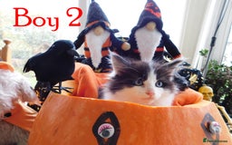 Maine Coon cats for sale: FABULOUS FLUFFY PEDIGREE MAINE COON KITTENS - Image 6