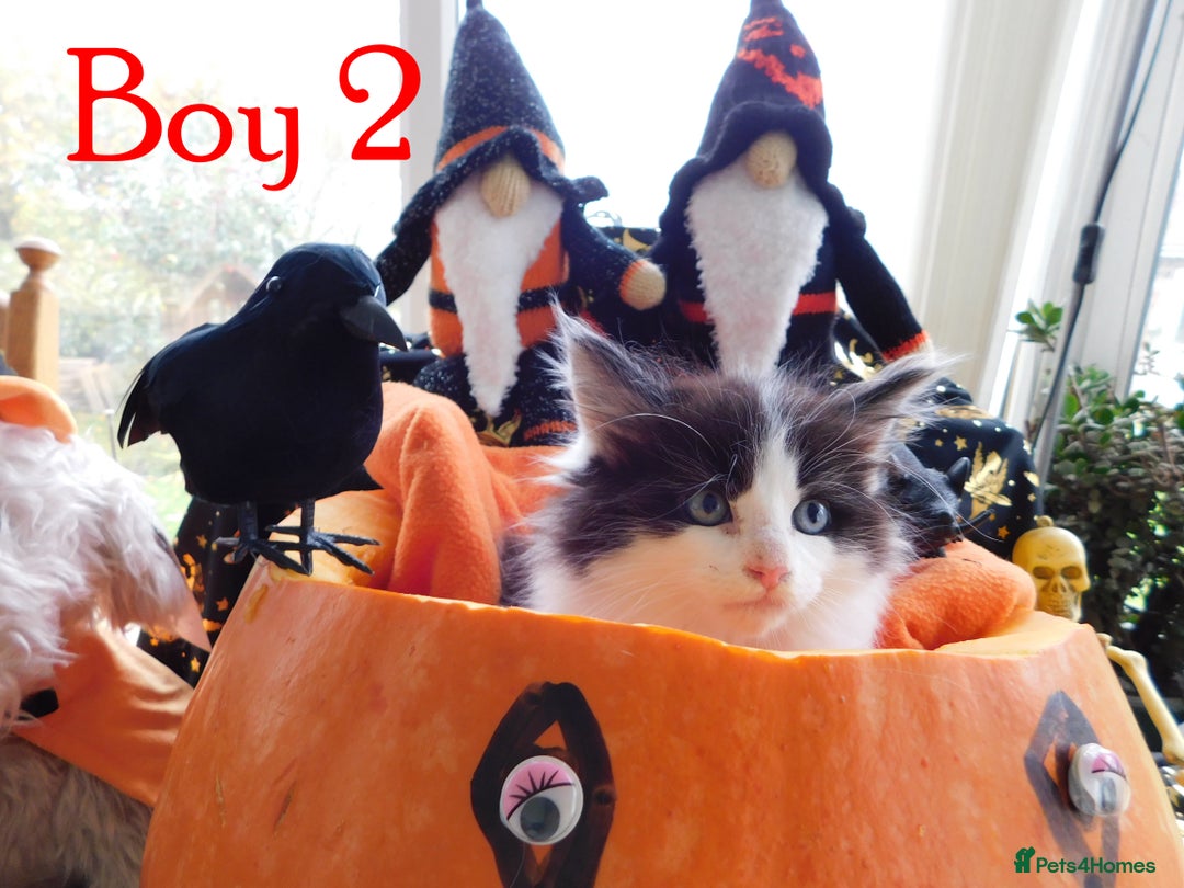 Maine Coon cats for sale: FABULOUS FLUFFY PEDIGREE MAINE COON KITTENS - Image 6