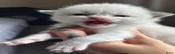 Ragdoll cats for sale: Beautiful TICA Ragdoll Kittens  - Advert 12