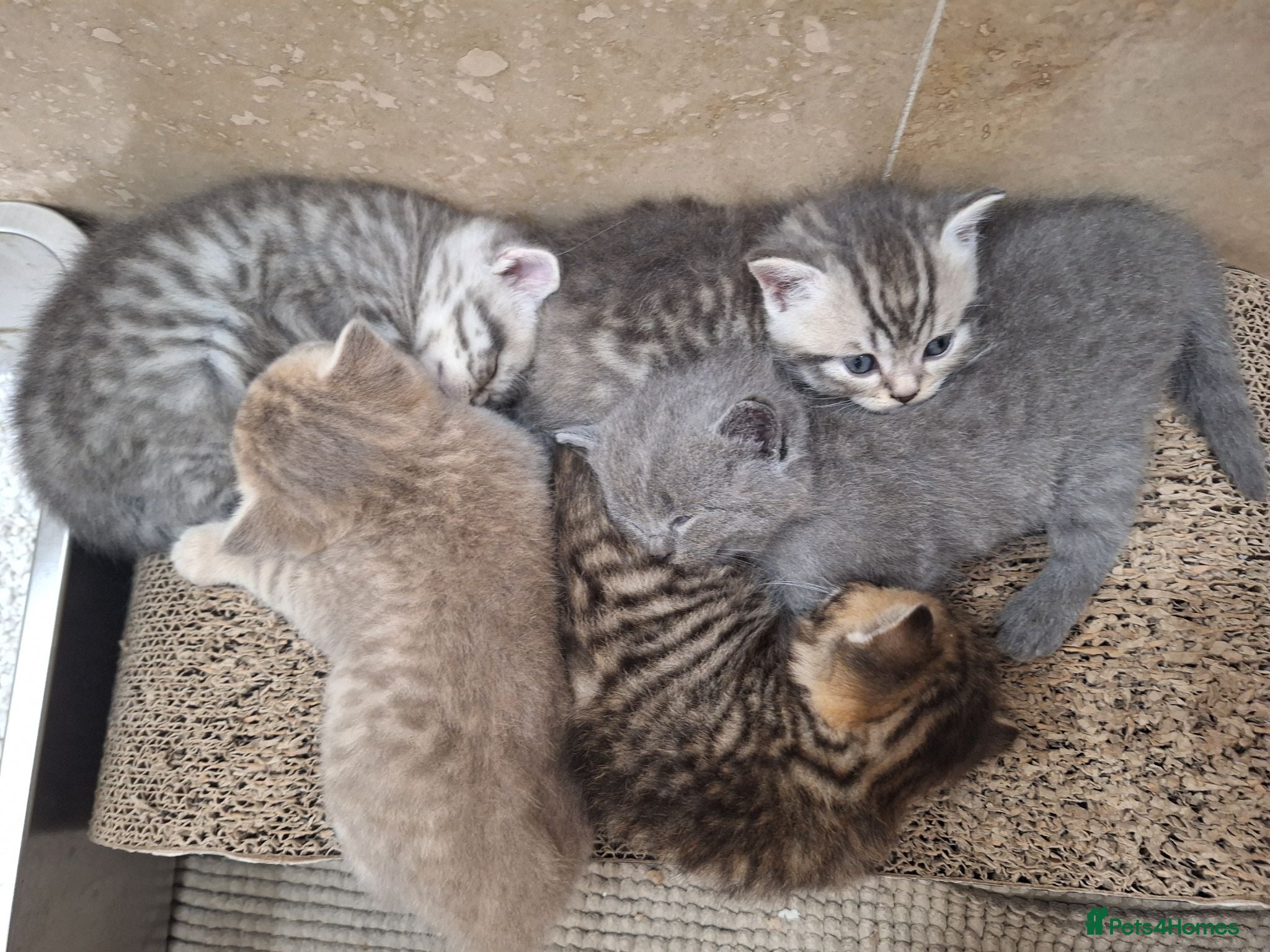 British Shorthair cats Champion blood line BSH kittens for sale - Advert 2