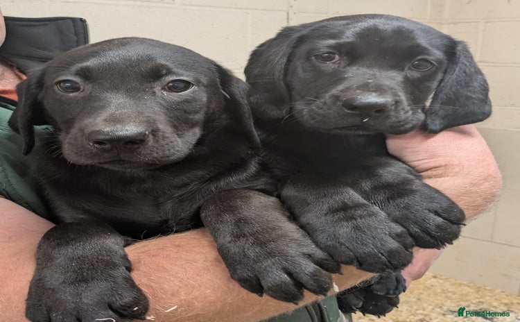 Labrador Retriever dogs - Advert 2