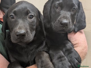 Labrador Retriever dogs - Advert 7