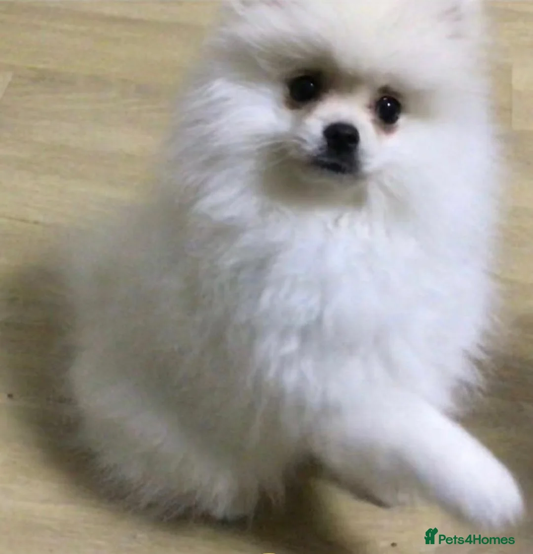 Pomeranian dogs for sale: White/cream Pomeranian puppies  - Advert 5