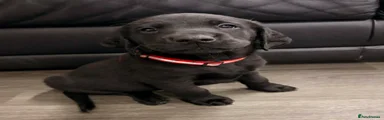 Labrador Retriever Puppy 6 Red Mickey 