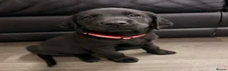 Labrador Retriever dogs for sale: 6x KC Reg Labrador's 3b /3g  2 black 4 Golden - Advert 11