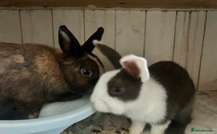 Netherland Dwarf rabbits - Advert 3