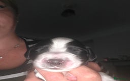 Sprocker dogs for sale: 6 Sprocker Pups - Image 5