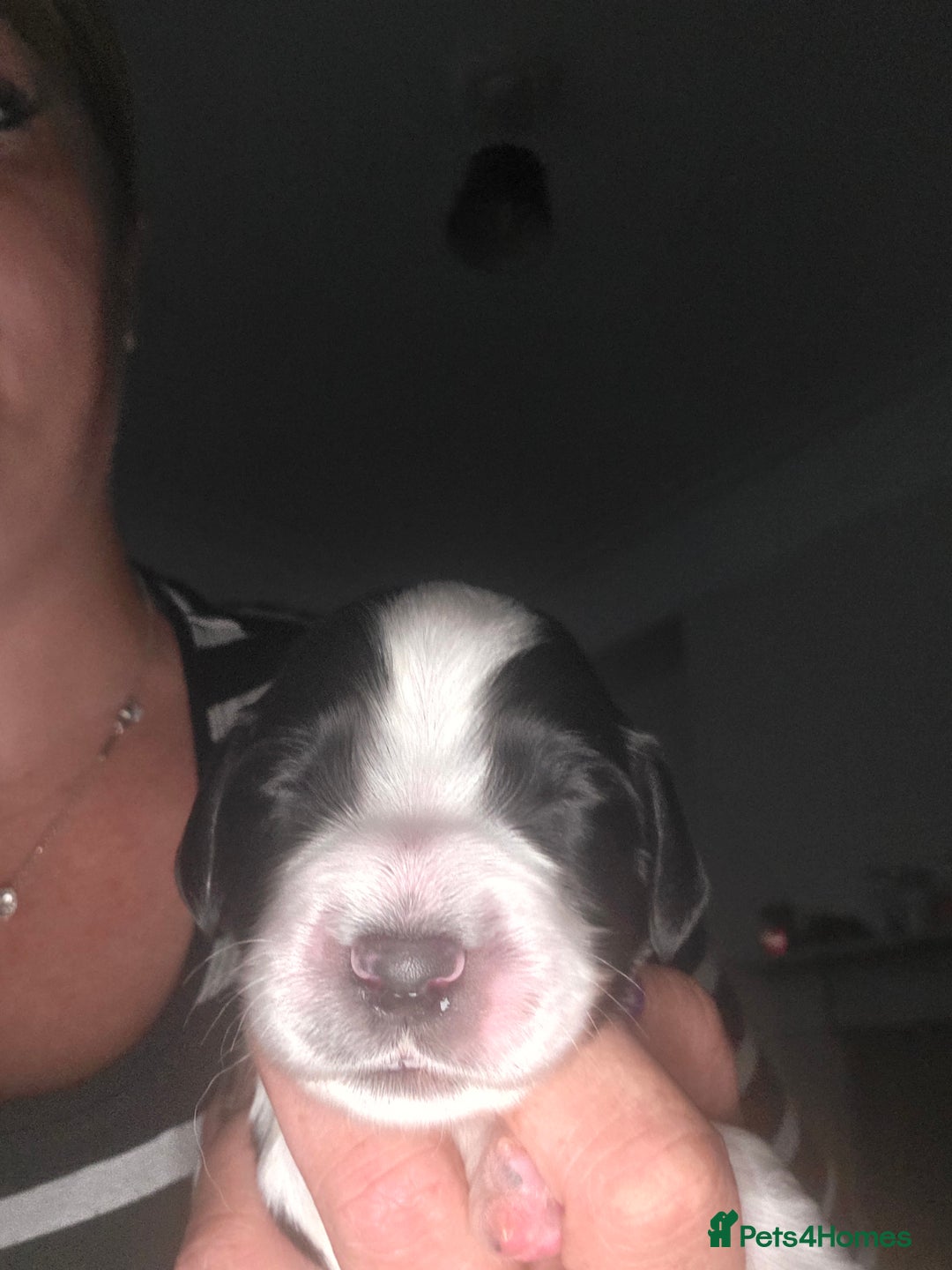 Sprocker dogs for sale: 6 Sprocker Pups - Image 5