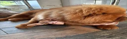 Chow Chow dogs for stud: KC Reg BamBam - Advert 5