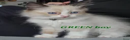 Ragdoll cats for sale: Friendly and playfull Ragdoll x  - Advert 37