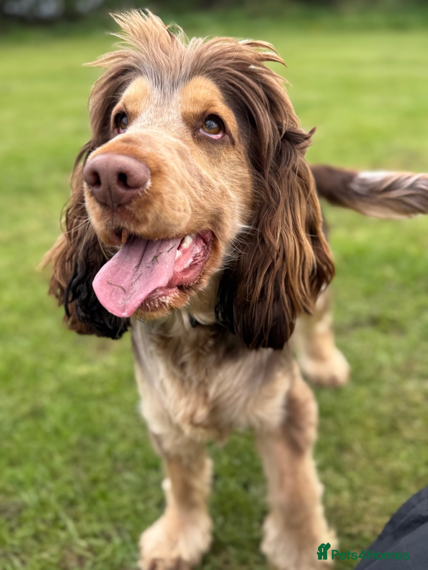Cocker Spaniel dogs Cocker Spaniel STUD  - Advert 1