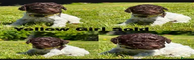 Lagotto Romagnolo 8