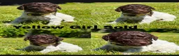 Lagotto Romagnolo dogs for sale: Lagotto Romagnolo puppies - Advert 2
