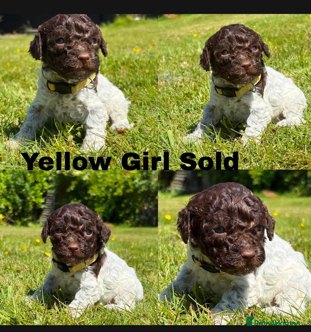 Lagotto Romagnolo dogs for sale: Lagotto Romagnolo puppies - Advert 2