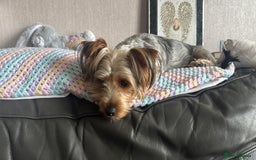 Yorkiepoo dogs for sale: 3 Beautiful Yorkiepoo puppies - Image 9