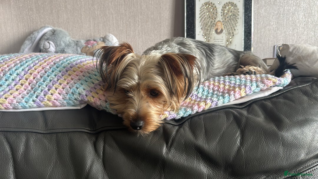 Yorkiepoo dogs for sale: 3 Beautiful Yorkiepoo puppies - Image 9