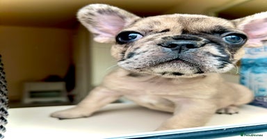 French Bulldog dogs - Advert 6