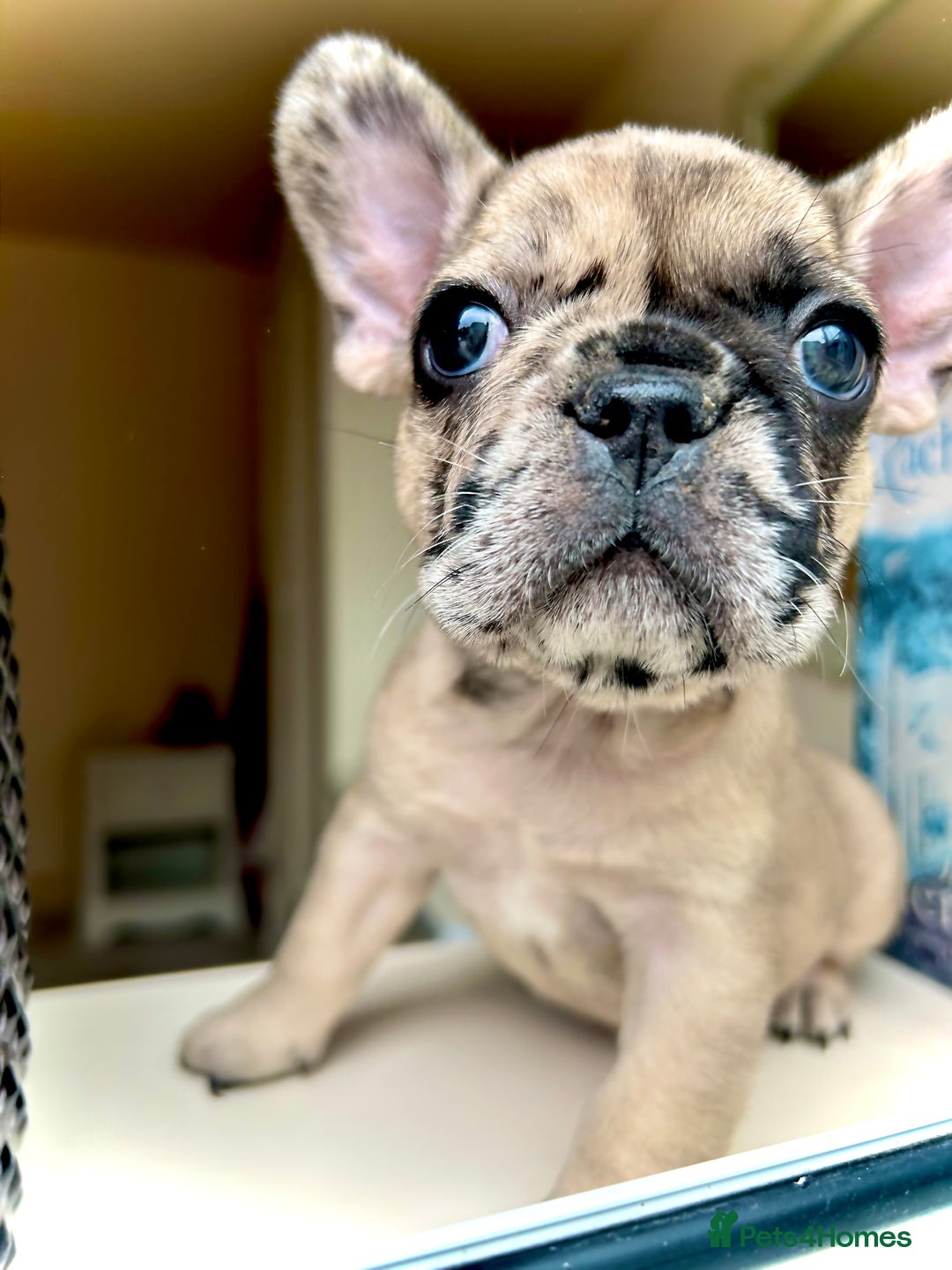 French Bulldog dogs for sale: REDUCED Frenchie pup's Home Raised with Love 💘 - Image 1