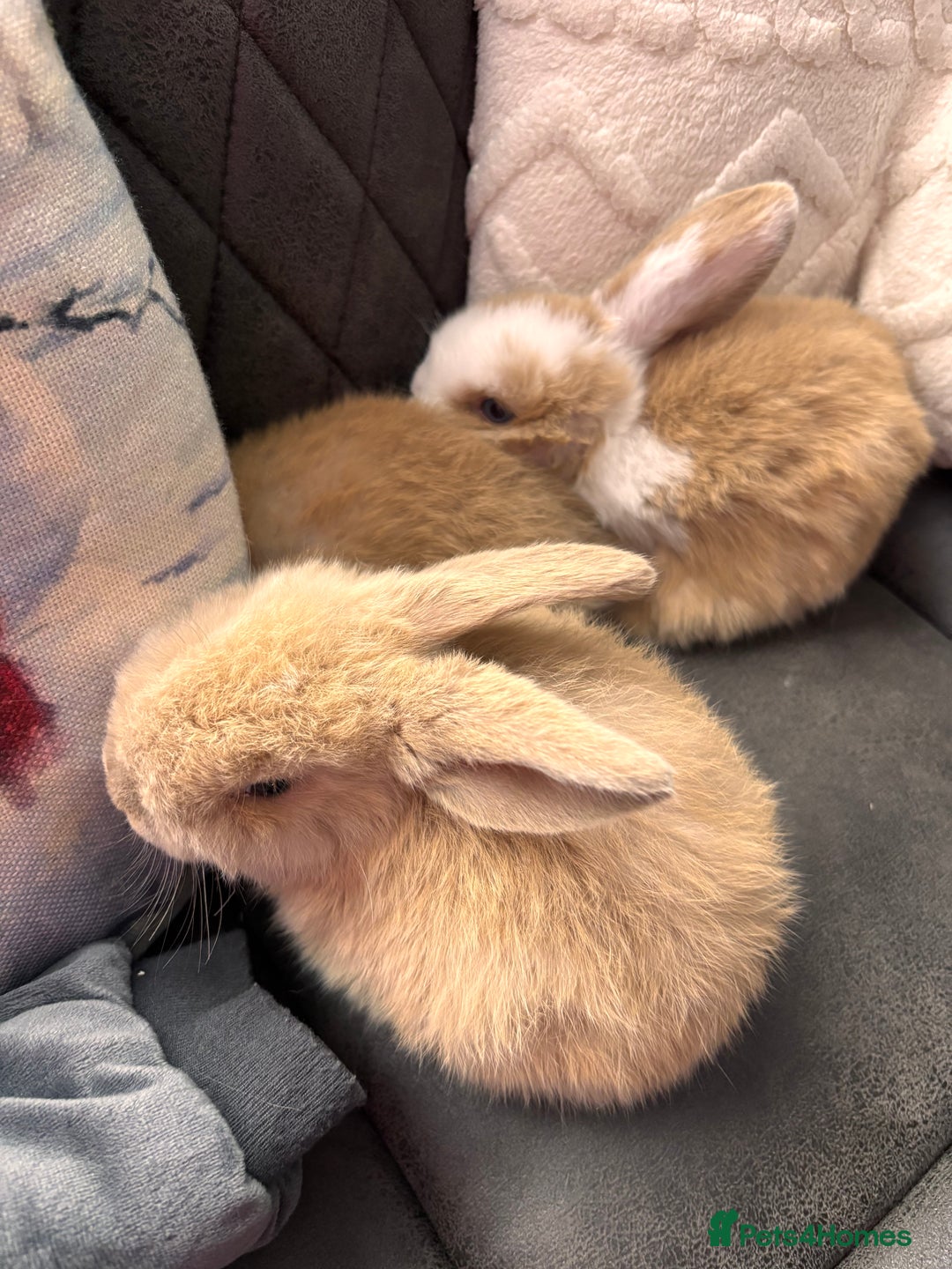 Mini Lop rabbits for sale: purebred Mini Lops  - Advert 20