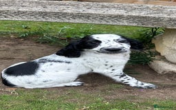Cocker Spaniel dogs for sale: Cocker Spaniel puppies for sale - Image 20