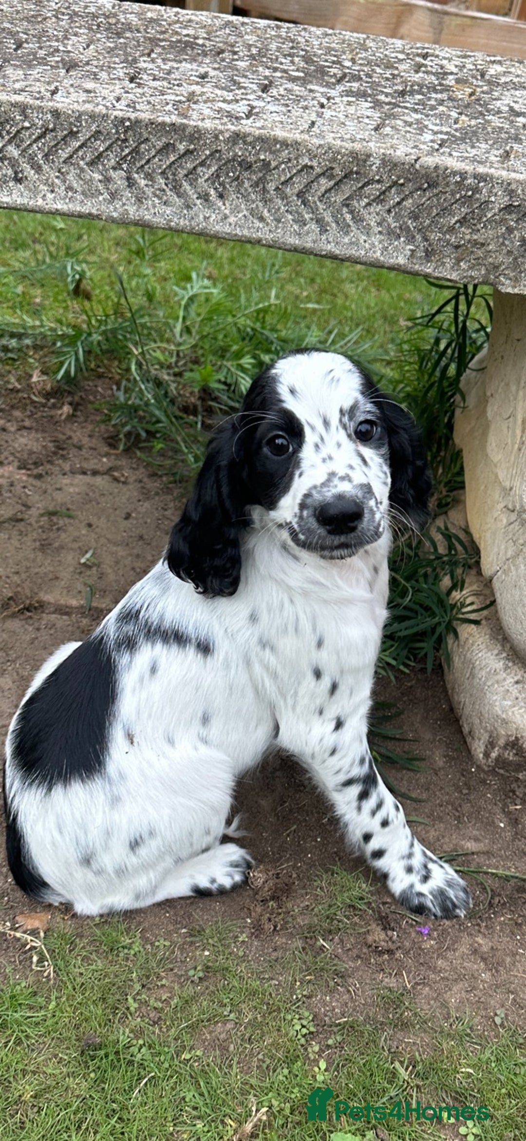 Cocker Spaniel dogs for sale: Cocker Spaniel puppies for sale - Image 20