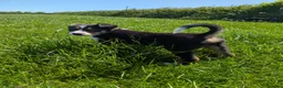 Border Collie dogs for sale: Cracking Litter of Tri Coloured Collies For Sale - Advert 6