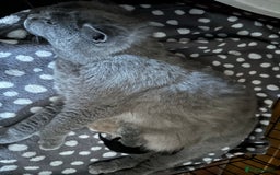 British Shorthair cats for sale: GCCF BSH Beautiful Kittens  - Image 9