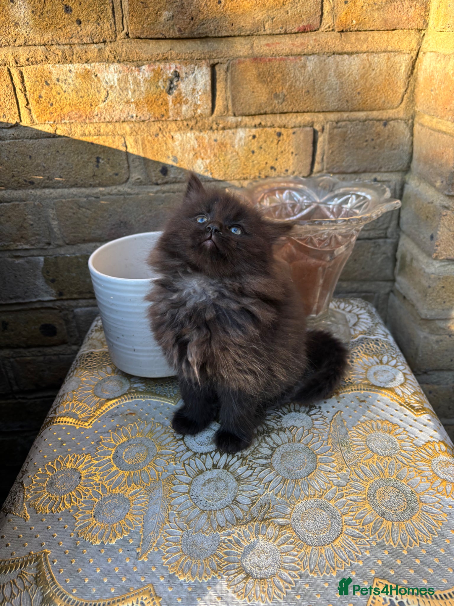 Norwegian Forest Cat cats Adorable Norwegian forest kittens ready to leave  - Advert 1