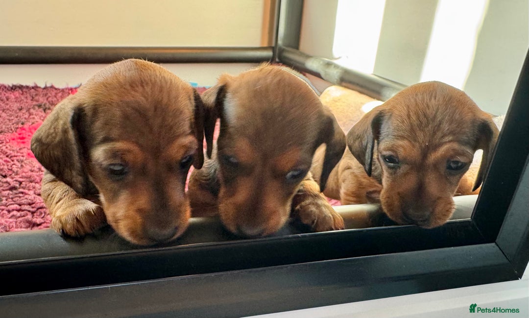 Dachshund dogs for sale: Miniature Smooth Haired Dachshund - Image 5