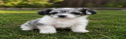 Aussiedoodle dogs for sale: Toy Aussiedoodles ✨ 🐾 - Advert 4