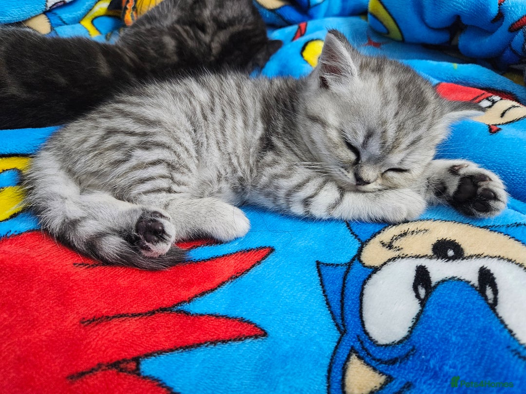 Scottish Fold cats for sale: Adorable Scottish fold Straight Ears Kittens  - Image 12