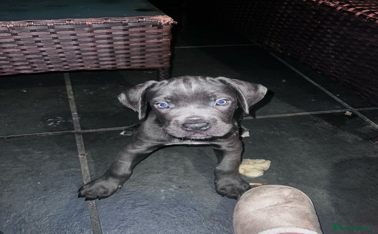 Cane Corso dogs - Advert 1