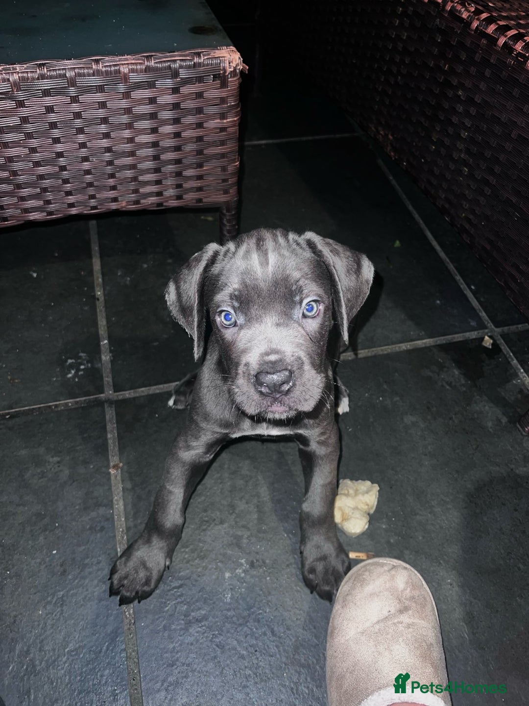 Cane Corso dogs for sale: Cane Corse Female  - Image 1