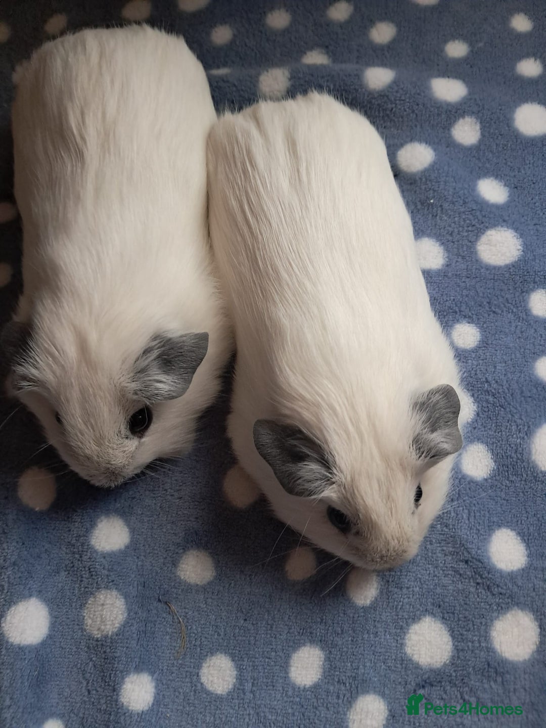 Guinea Pig rodents for sale: BEAUTIFUL BABY BOY CALIFORNIANS - Advert 3