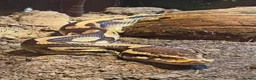 Python Snake reptiles for sale: Royal (Ball) Python  in Redditch - Advert 7