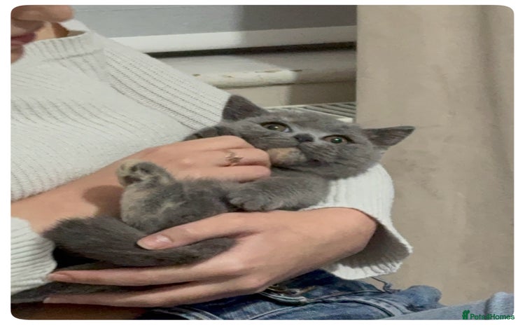 British Shorthair cats - Advert 11