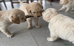 Golden Retriever dogs for sale: Golden retriever puppies for sale - Image 7