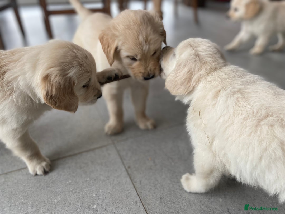 Golden Retriever dogs for sale: Golden retriever puppies for sale - Image 7