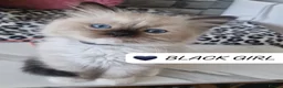 Ragdoll cats for sale: Last 3 Luxury Kittens left -European line Ragdoll - Advert 11