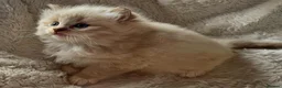 Ragdoll cats for sale: Registered kitten looking for forever home - Advert 7