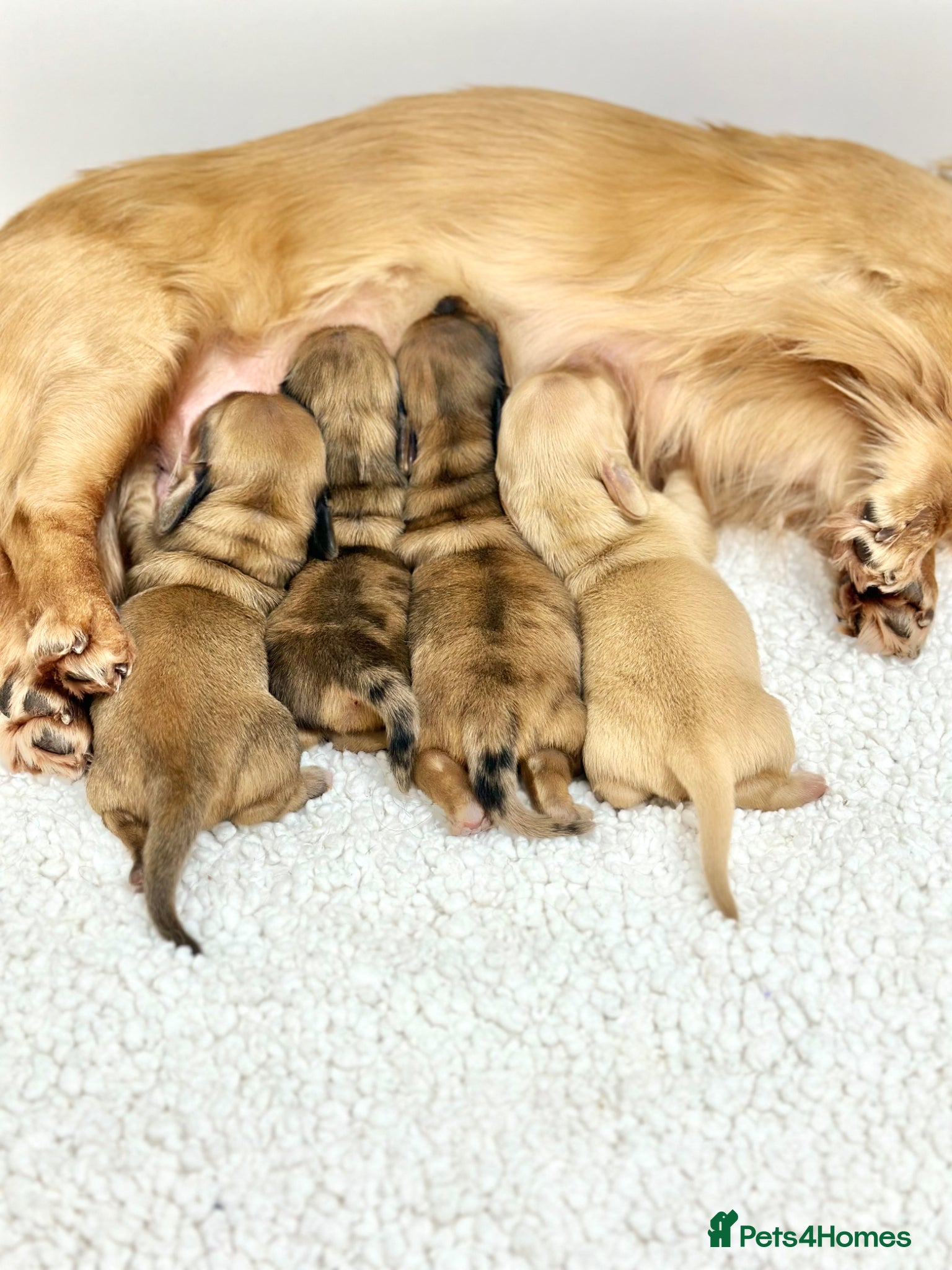 Miniature Dachshund dogs 🐾PRA N/N, Clear Cream boy and shaded cream girl🏠 - Advert 2