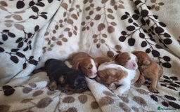 Cavalier King Charles Spaniel dogs for sale: Benton Cavaliers  - Image 2