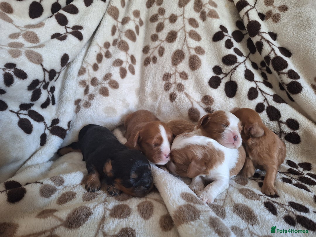 Cavalier King Charles Spaniel dogs for sale: Benton Cavaliers  - Image 2