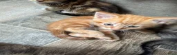 Mixed Breed cats for sale: 5 kittens for sale  - Advert 5