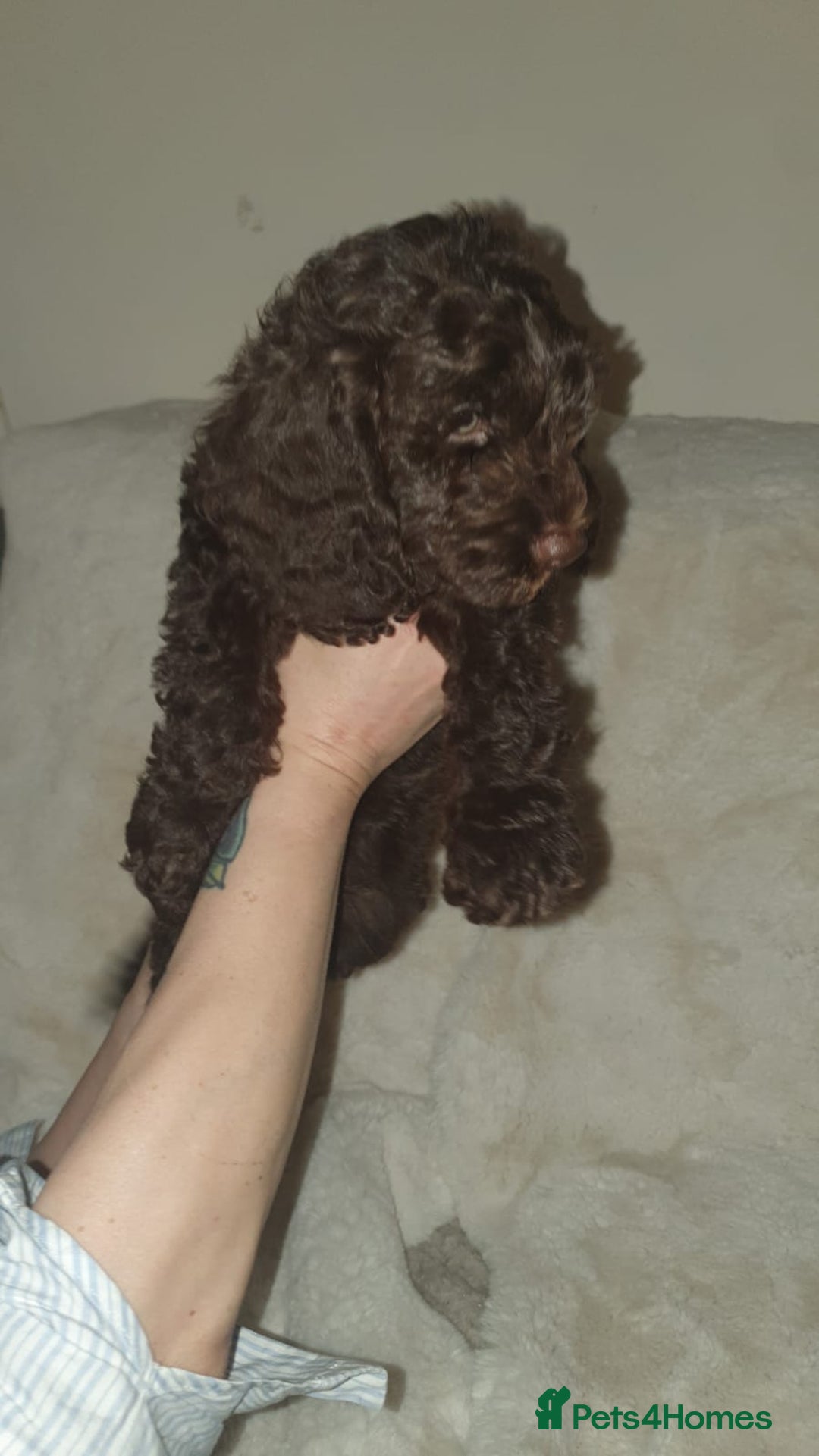 Cockapoo dogs for sale: F2 cockapoos  - Image 9
