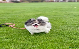 Pomeranian dogs for sale: Beautiful Rare Rainbow Teddy Bears 💎🌈 - Image 8