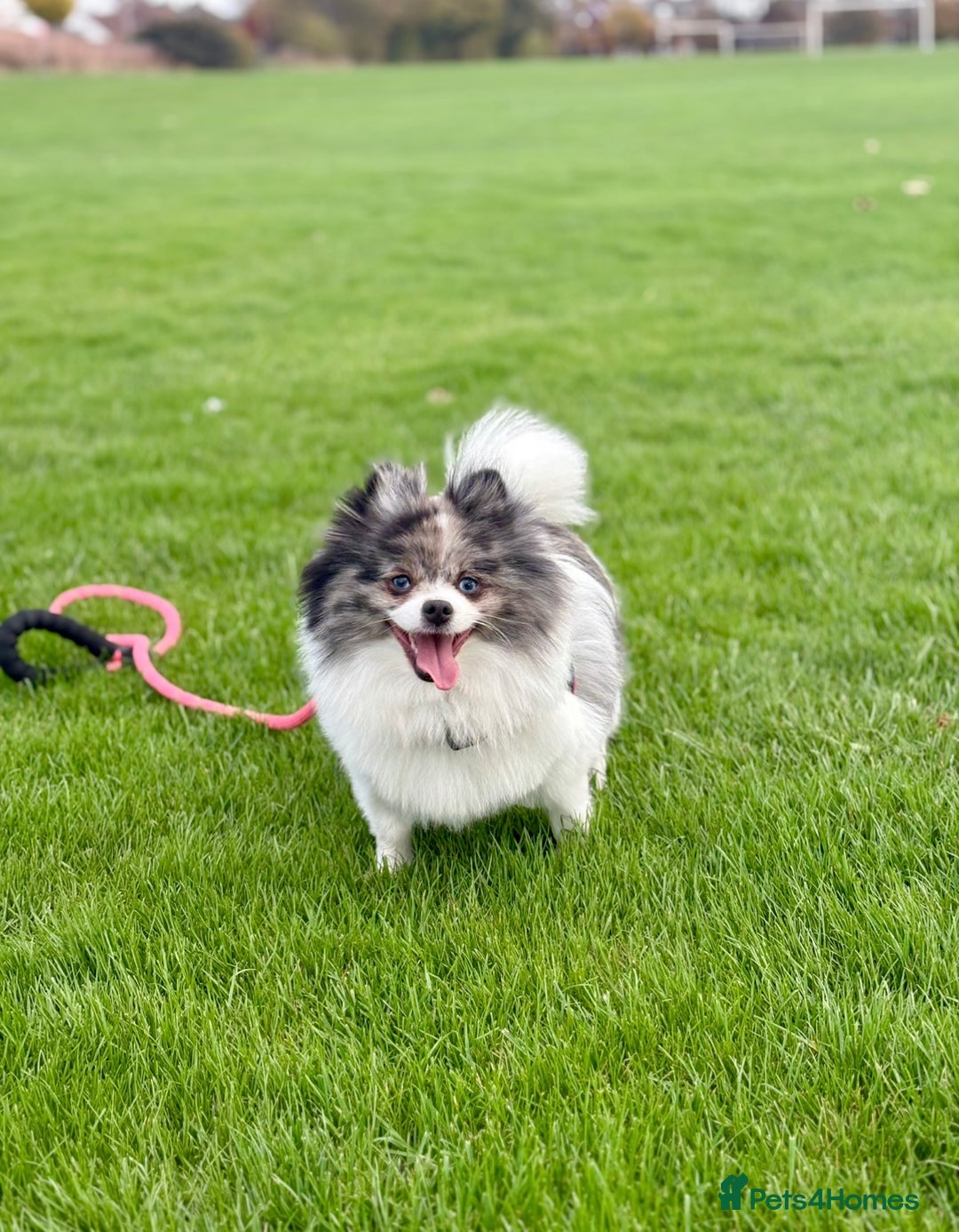 Pomeranian dogs for sale: Beautiful Rare Rainbow Teddy Bears 💎🌈 - Image 8